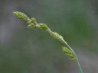 Carex canescens Biskoptorps naturreservat, Kvibille, Halmstad, Halland, Sweden 20220612_0021