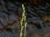 Carex canescens Biskoptorps naturreservat, Kvibille, Halmstad, Halland, Sweden 20220612_0024