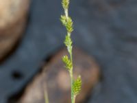 Carex canescens Biskoptorps naturreservat, Kvibille, Halmstad, Halland, Sweden 20220612_0025