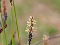 Carex cespitosa Toarpsdammen, Malmö, Skåne, Sweden 20200510_0124