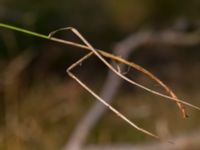 Carex colchica Kämpingedungen, Vellinge, Skåne, Sweden 20150808_0040