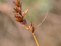 Carex colchica Kämpingedungen, Vellinge, Skåne, Sweden 20150808_0041