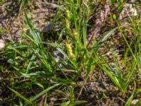 Carex demissa Ravlunda skjutfält, Simrishamn, Skåne, Sweden 20160606_0208