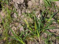 Carex demissa Ravlunda skjutfält, Simrishamn, Skåne, Sweden 20160606_0209