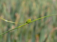 Carex demissa Toarpsdammen, Malmö, Skåne, Sweden 20190621_0181