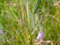 Carex demissa Zackows mosse, Nyhamnsläge, Höganäs, Skåne, Sweden 20190807_0139
