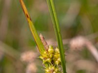 Carex demissa Zackows mosse, Nyhamnsläge, Höganäs, Skåne, Sweden 20190807_0140