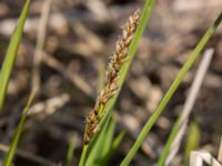 Carex diandra Husie mosse, Malmö, Skåne, Sweden 20160513_0011