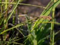 Carex diandra Husie mosse, Malmö, Skåne, Sweden 20160513_0014