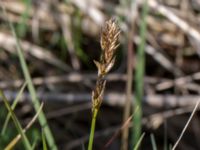 Carex disticha Gyetorpskärret, Kristianstad, Skåne, Sweden 20150514_0207