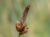 Carex disticha Toarpsdammen, Malmö, Skåne, Sweden 20190621_0187