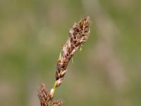 Carex distichia Fuktäng, Toarp, Malmö, Skåne, Sweden 20200607_0076