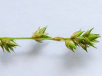 Carex divulsa 650 m NE Hildelund, Svedala, Skåne, Sweden 20190701_0117