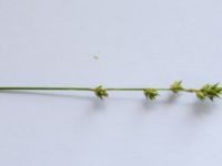 Carex divulsa 650 m NE Hildelund, Svedala, Skåne, Sweden 20190701_0118