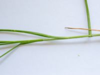 Carex divulsa 650 m NE Hildelund, Svedala, Skåne, Sweden 20190701_0120