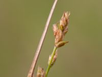 Carex divulsa Svedala reningsverk, Svedala, Skåne, Sweden 20230623_0034