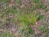 Carex divulsa ssp. leersii Pydden, Holmeja, Svedala, Skåne, Sweden 20160617_0156