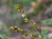 Carex divulsa ssp. leersii Pydden, Holmeja, Svedala, Skåne, Sweden 20160617_0157