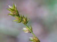 Carex divulsa ssp. leersii Pydden, Holmeja, Svedala, Skåne, Sweden 20160617_0158