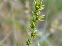 Carex divulsa ssp. leersii Stjärneholms borgruin, Skurup, Skåne, Sweden 20170705_0099
