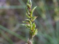 Carex divulsa ssp. leersii Stjärneholms borgruin, Skurup, Skåne, Sweden 20170705_0100