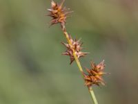 Carex echinata Sönnerbergen, Onsala, Kungsbacka, Halland, Sweden 20150721_0039