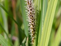 Carex elata Fuktängen, Klagshamns udde, Malmö, Skåne, Sweden 20240507_0053