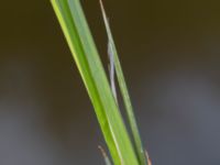 Carex elata Skjutbanan Lernacken, Malmö, Skåne, Sweden 20200502_0074