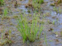 Carex elata ssp. elata Fuktäng, Gyllins trädgård, Malmö, Skåne, Sweden 20200512_0059