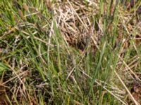 Carex elata ssp. elata Lyngsjö äng, Kristianstad, Skåne, Sweden 20160508_0004