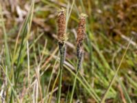 Carex elata ssp. elata Lyngsjö äng, Kristianstad, Skåne, Sweden 20160508_0022