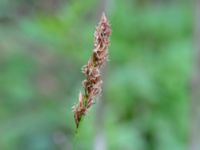 Carex elongata Dunge 800 m S Annehem, E Flyinge, Eslöv, Skåne, Sweden 20180511_0070
