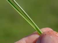 Carex extensa Terekudden, Bunkeflo strandängar, Malmö, Skåne, Sweden 20160713_0003