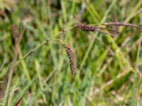 Carex flacca Brofästet, Lernacken, Malmö, Skåne, Sweden 20200526_0018