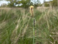 Carex flacca Fälten N Strandhem, Bunkeflo strandängar, Malmö, Skåne, Sweden 20200503_0066
