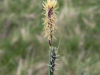 Carex flacca Fälten N Strandhem, Bunkeflo strandängar, Malmö, Skåne, Sweden 20200503_0067