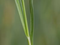 Carex flacca Fuktängen, Toarp, Malmö, Skåne, Sweden 20210628_0046