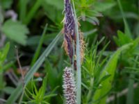 Carex flacca Kungsängen, Kungsmarken, Lund, Skåne, Sweden 20220525_0026