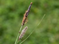 Carex flacca Kungsängen, Kungsmarken, Lund, Skåne, Sweden 20220525_0027