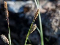 Carex flacca Mysinge Alvar, Mörbylånga, Öland, Sweden 20170526_0177