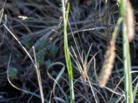 Carex flacca Mysinge Alvar, Mörbylånga, Öland, Sweden 20170526_0180
