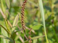 Carex flacca Sandheden, Klagshamns udde, Malmö, Skåne, Sweden 20240531_0034