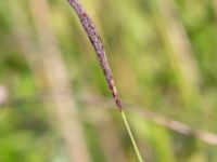 Carex flacca Sandheden, Klagshamns udde, Malmö, Skåne, Sweden 20240531_0035