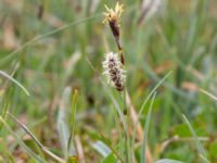 Carex flacca Toarpsdammen, Malmö, Skåne, Sweden 20200510_0114