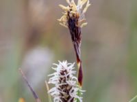Carex flacca Toarpsdammen, Malmö, Skåne, Sweden 20200510_0116