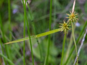 Carex flava - Large Yellow-sedge - Knagglestarr