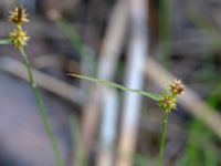 Carex flava Lärkesholmssjön, Örkelljunga, Skåne, Sweden 20180711_0184