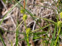 Carex flava Simris strandäng, Simrishamn, Skåne, Sweden 20180601_0243