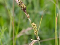 Carex hartmanii Kungsmarken, Lund, Skåne, Sweden 20170624_0042