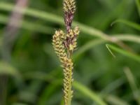 Carex hartmanii Kungsmarken, Lund, Skåne, Sweden 20170624_0048